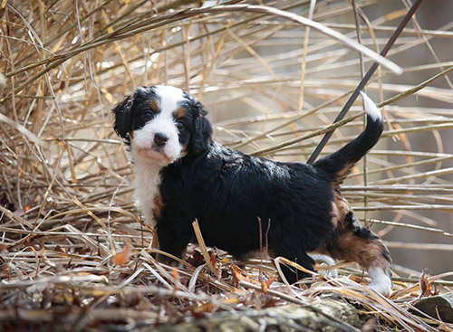 What Is Umbilical Hernia Walnut Valley Puppies
