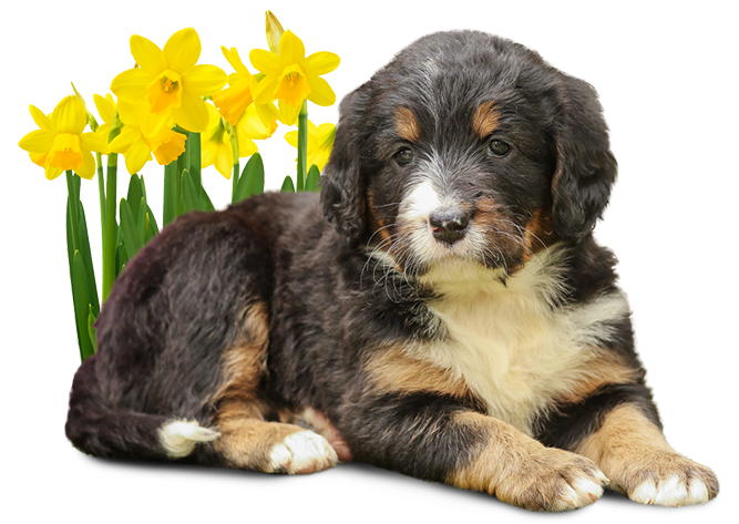 standard bernedoodle