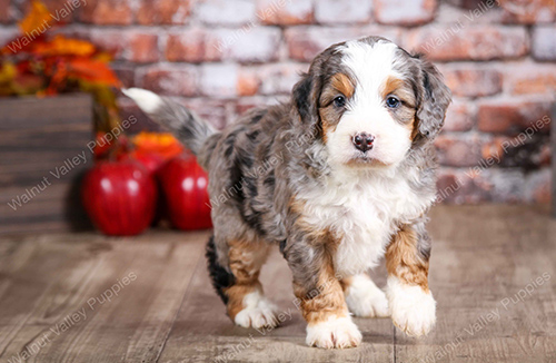 Cute Puppy