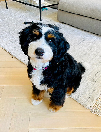 Mini Bernedoodle