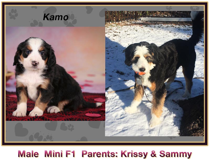 mini bernedoodle comparison