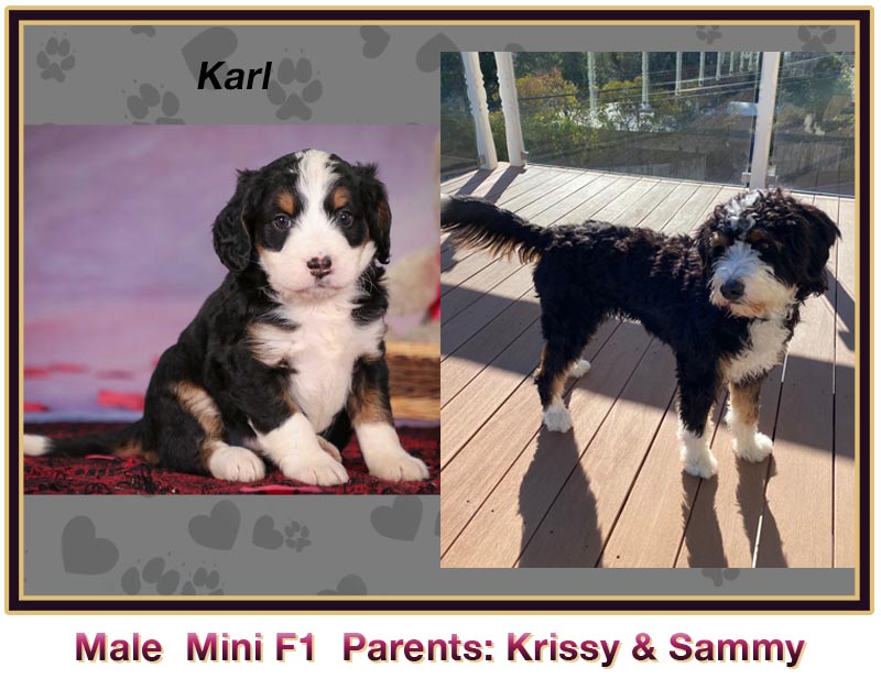 mini bernedoodle comparison