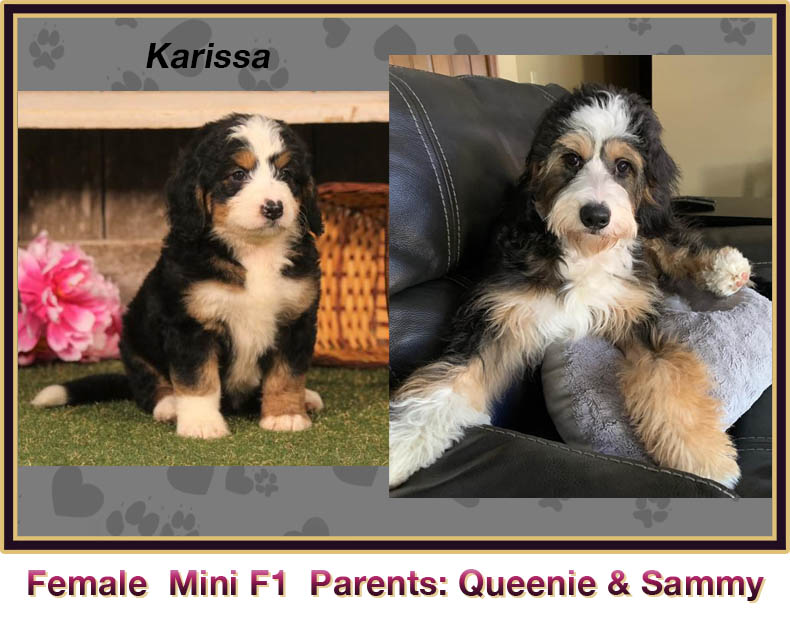 mini bernedoodle comparison