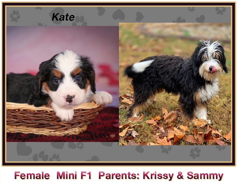 mini bernedoodle comparison