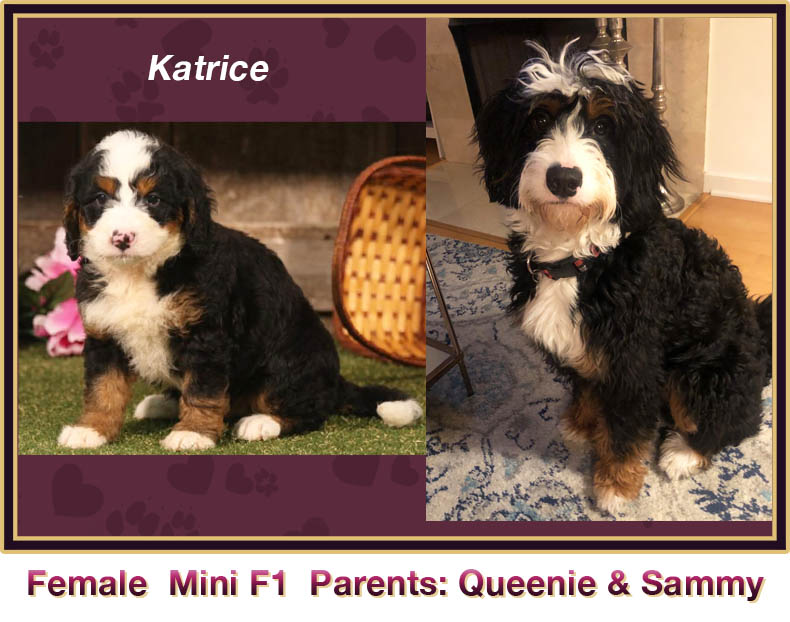 mini bernedoodle comparison