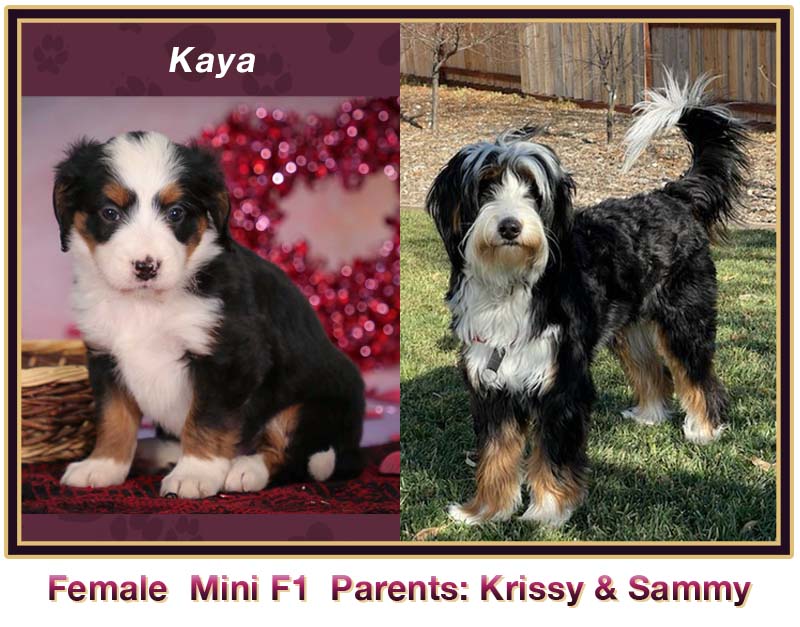 mini bernedoodle comparison