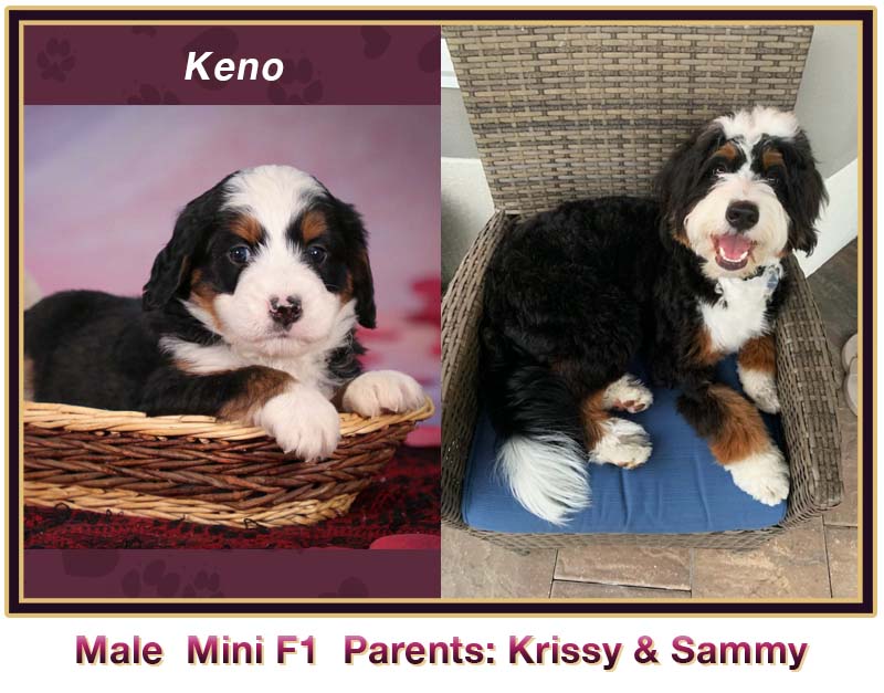mini bernedoodle comparison