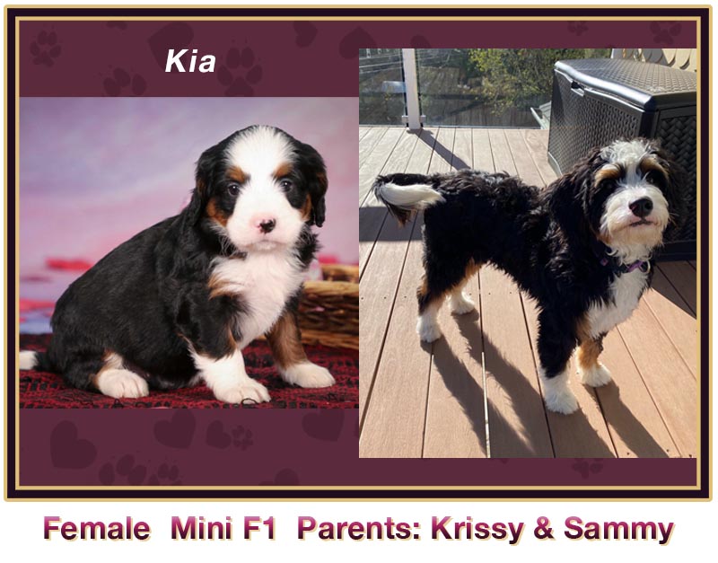 mini bernedoodle comparison