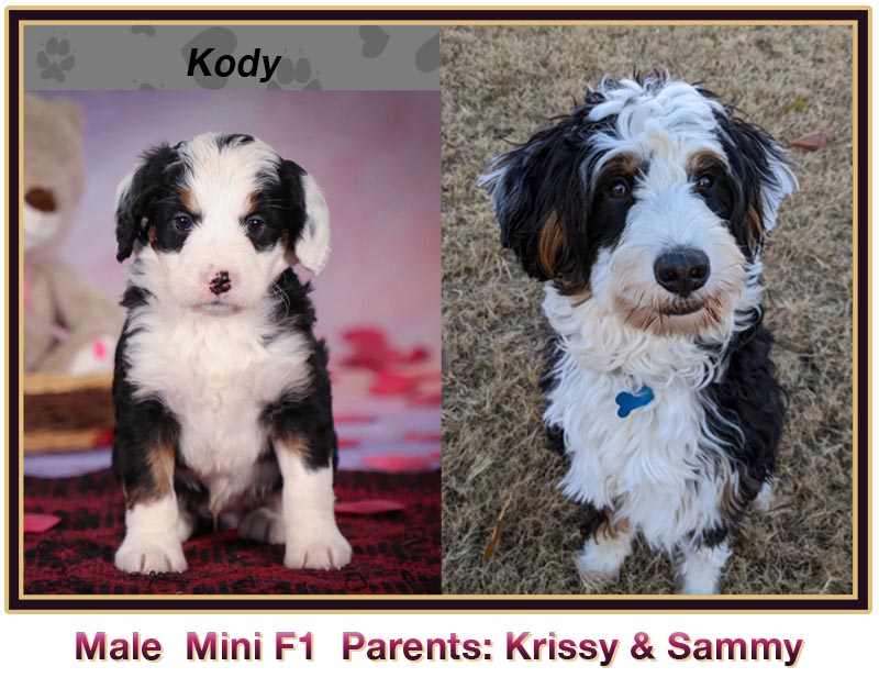 mini bernedoodle comparison