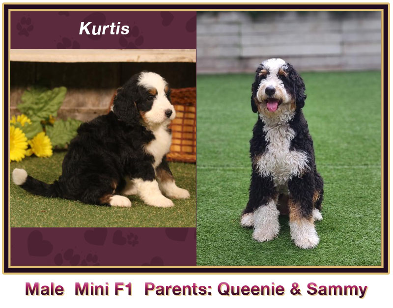 mini bernedoodle comparison