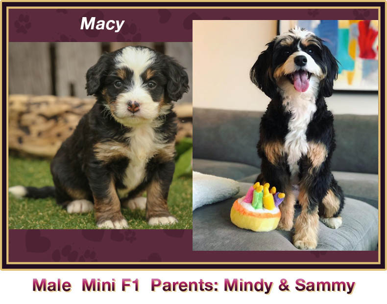 mini bernedoodle comparison