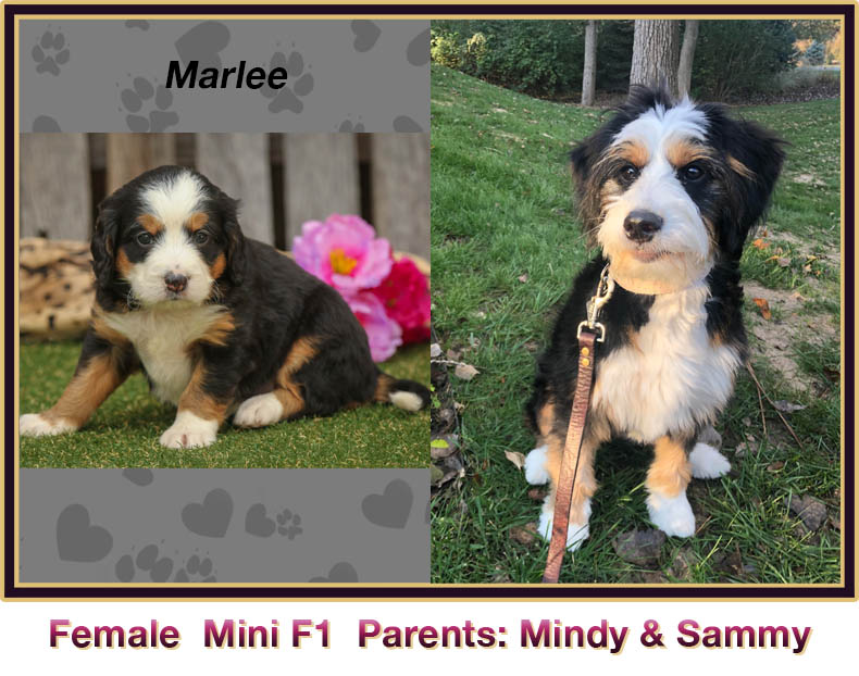 mini bernedoodle comparison