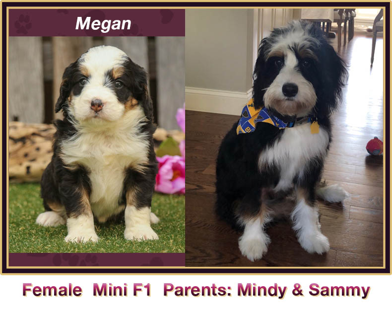mini bernedoodle comparison