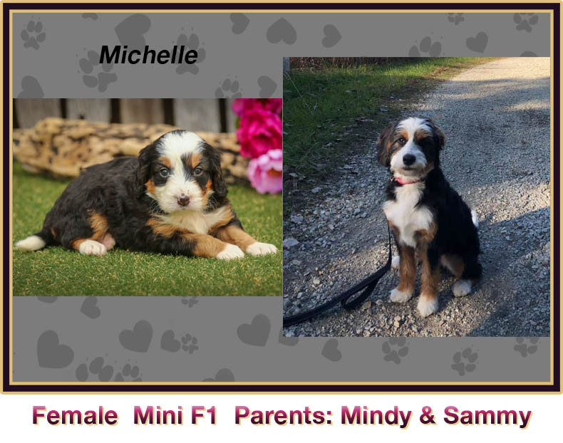 mini bernedoodle comparison