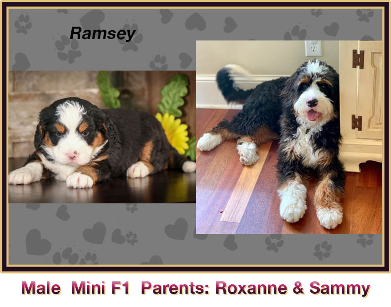 mini bernedoodle comparison