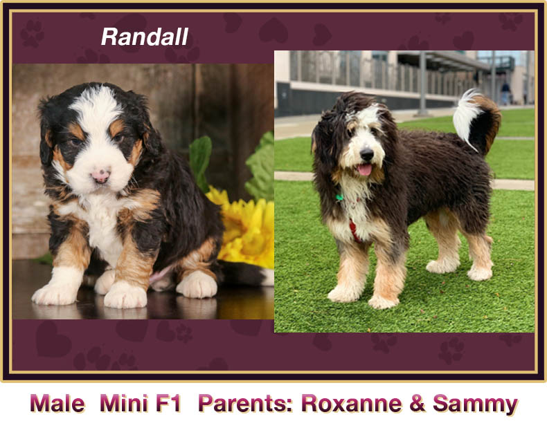 mini bernedoodle comparison