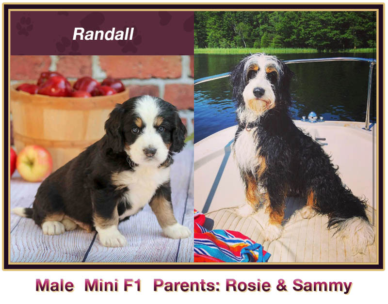 mini bernedoodle comparison