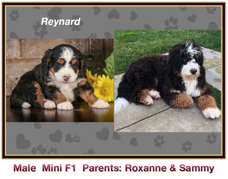 mini bernedoodle comparison
