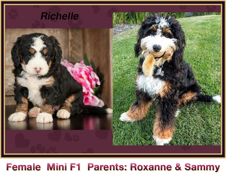 mini bernedoodle comparison