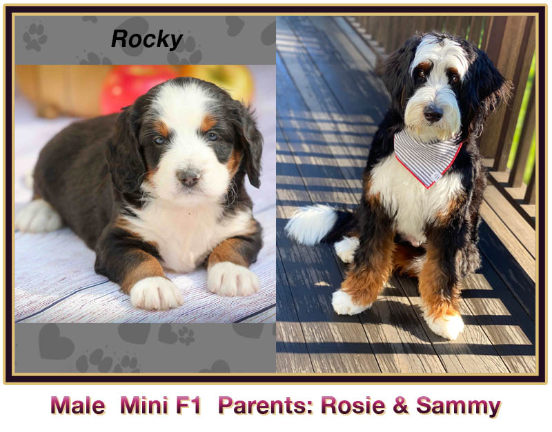 mini bernedoodle comparison