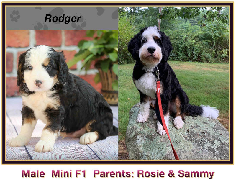 mini bernedoodle comparison