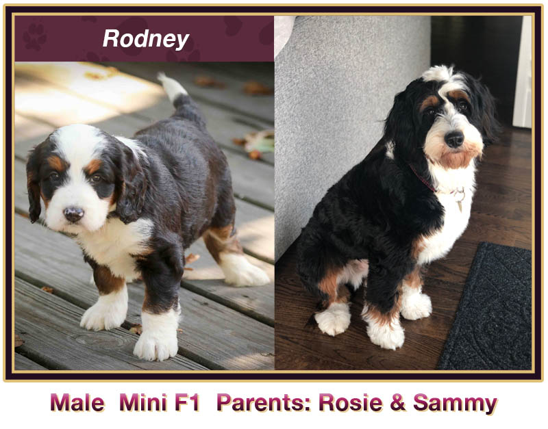 mini bernedoodle comparison