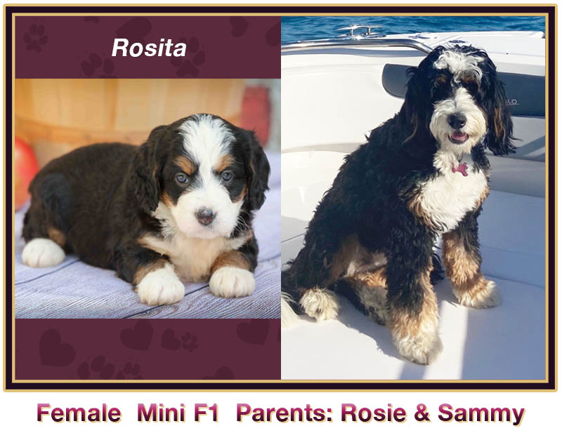 mini bernedoodle comparison