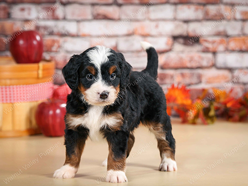Cute Puppy