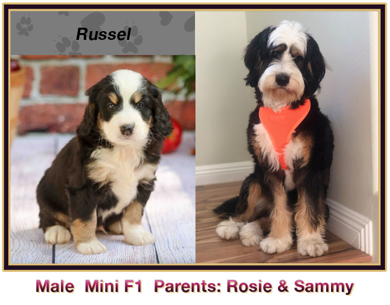 mini bernedoodle comparison