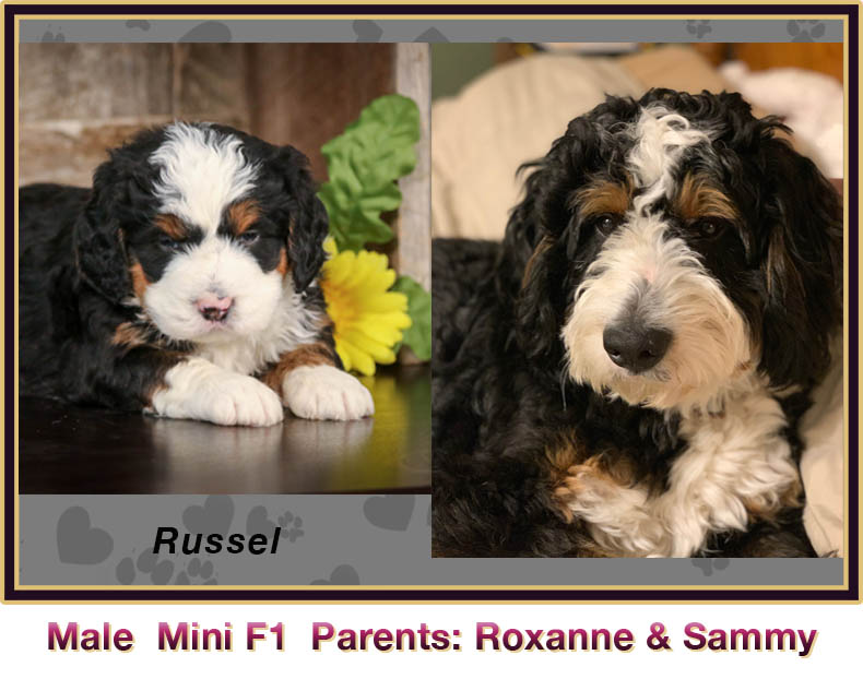 mini bernedoodle comparison