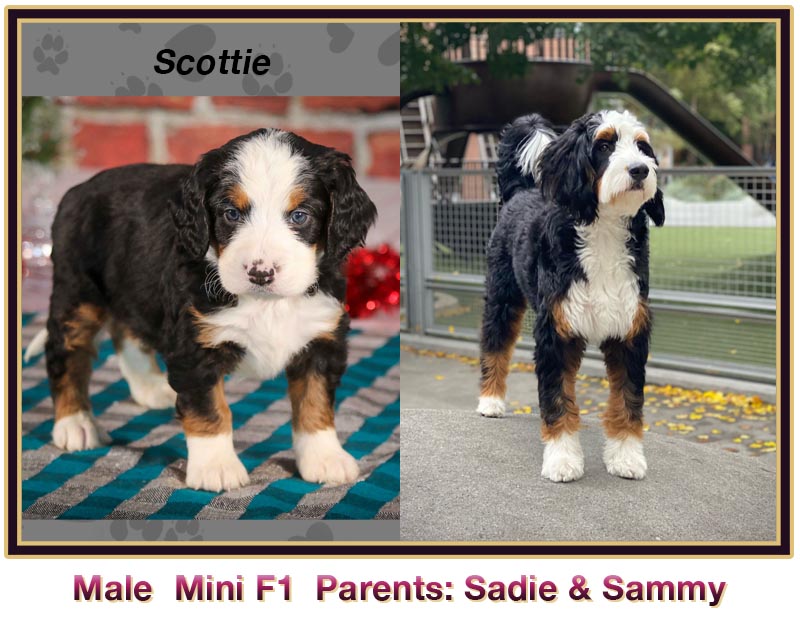 mini bernedoodle comparison