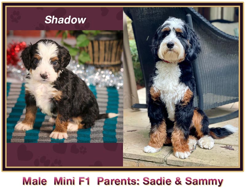 mini bernedoodle comparison