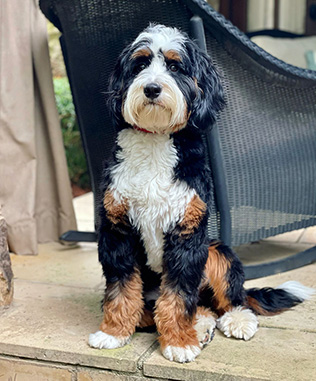 Mini Bernedoodles