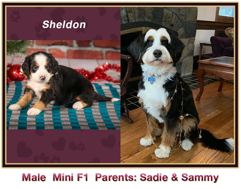 mini bernedoodle comparison