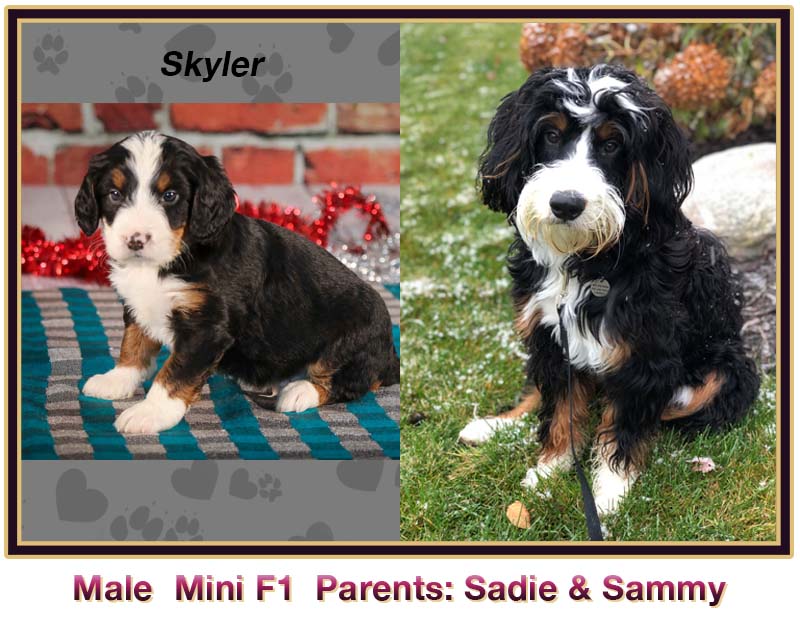 mini bernedoodle comparison