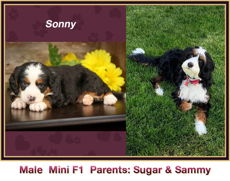 mini bernedoodle comparison
