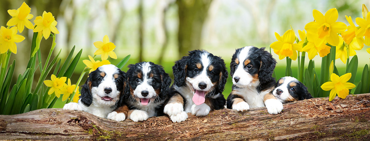 Mini Bernedoodle