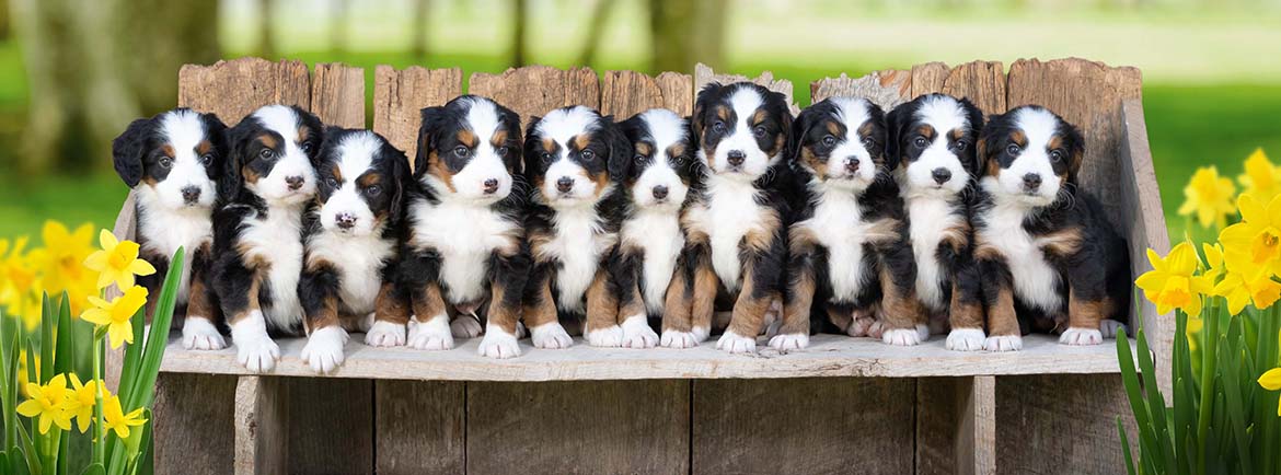 Mini Bernedoodle