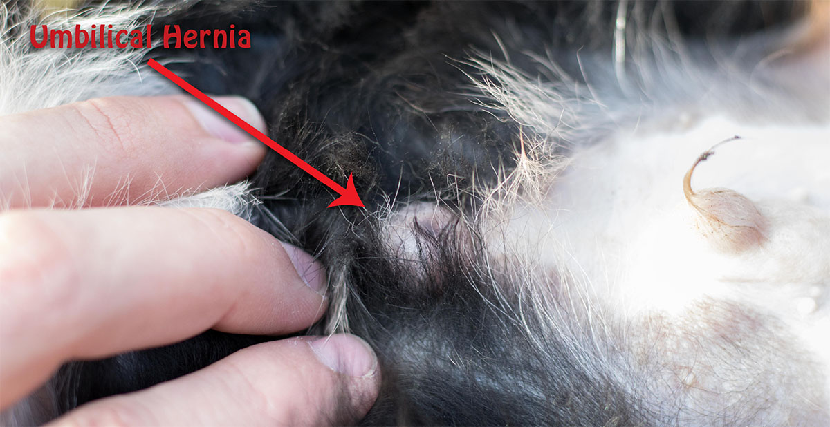 is hernia common in puppies