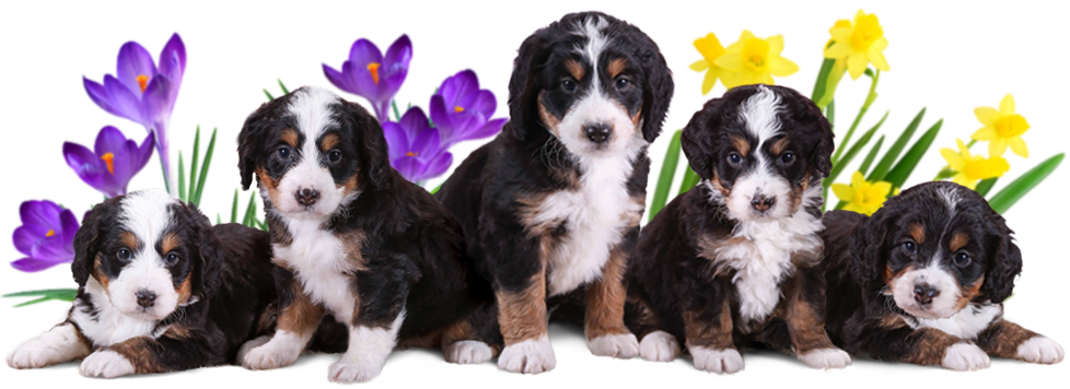 Mini Bernedoodles in spring