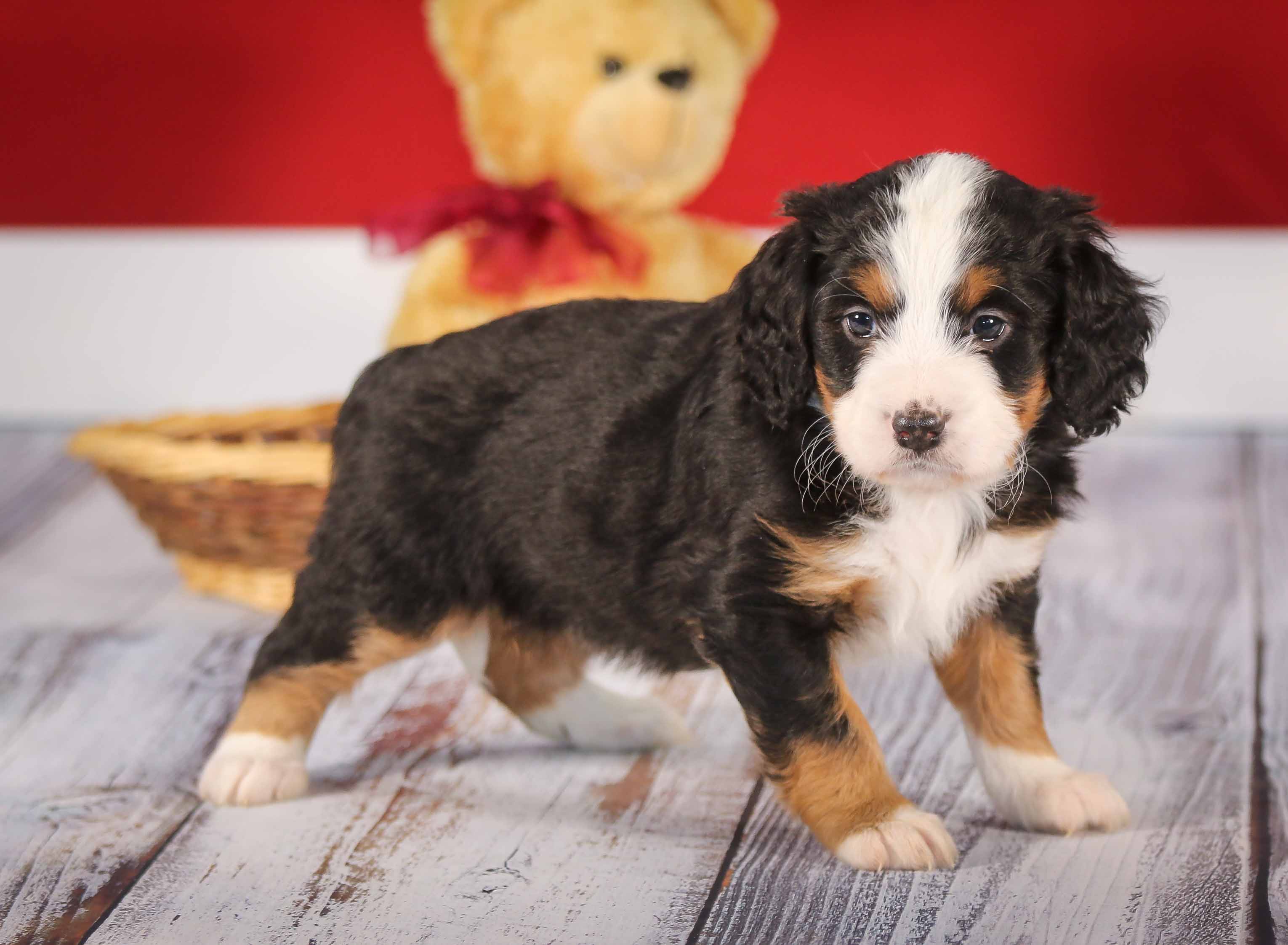 Shyla | Walnut Valley Puppies