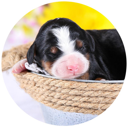 mini Bernedoodles