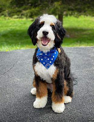 Mini Bernedoodles