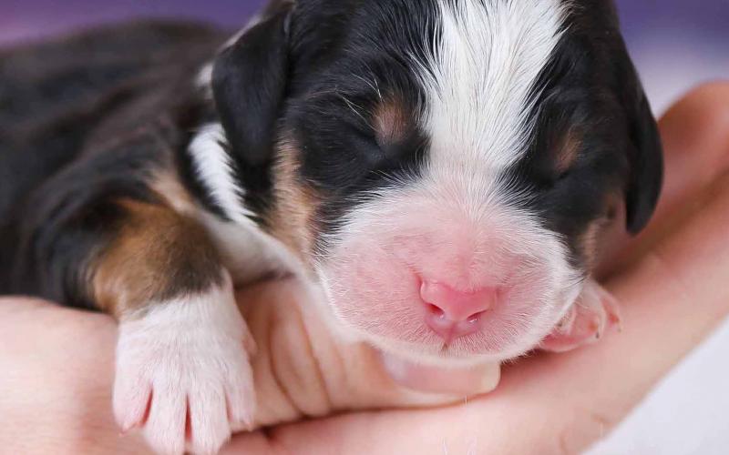 Derik is from Roxanne & Sammy born on 4/14/20 Derik
