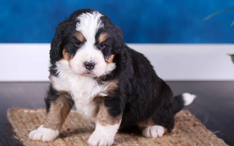 Derik is from Roxanne & Sammy born on 4/14/20 Derik