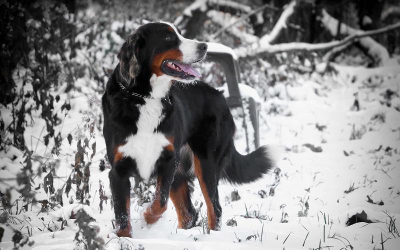 Sugar, one of our beautiful mamas! Sugar