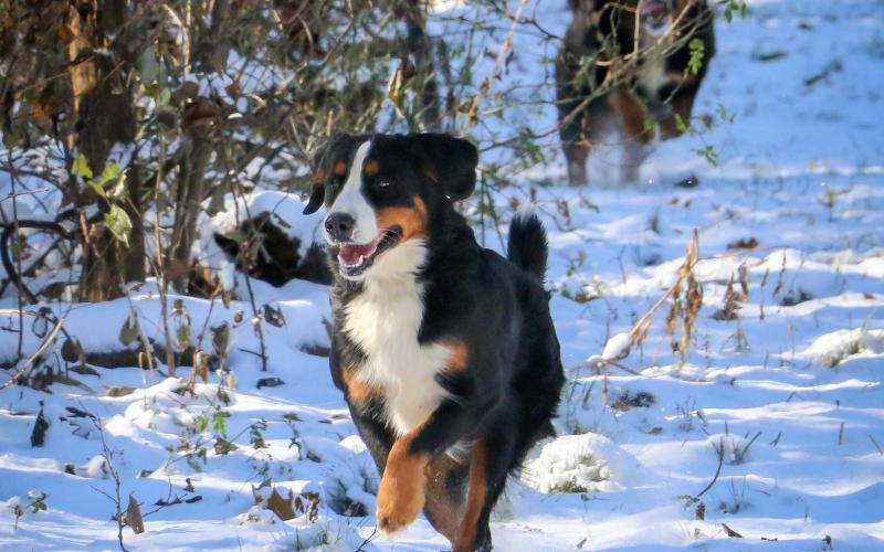 Mindy playing in the snow! Mindy
