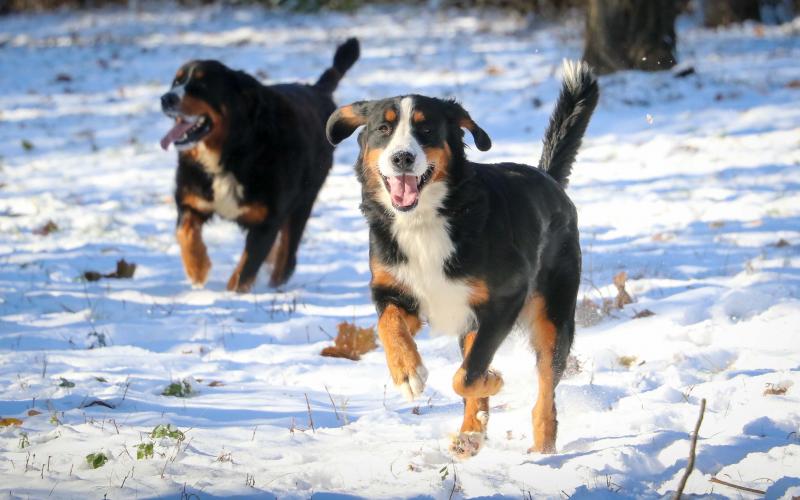 Mindy playing in the snow! Mindy