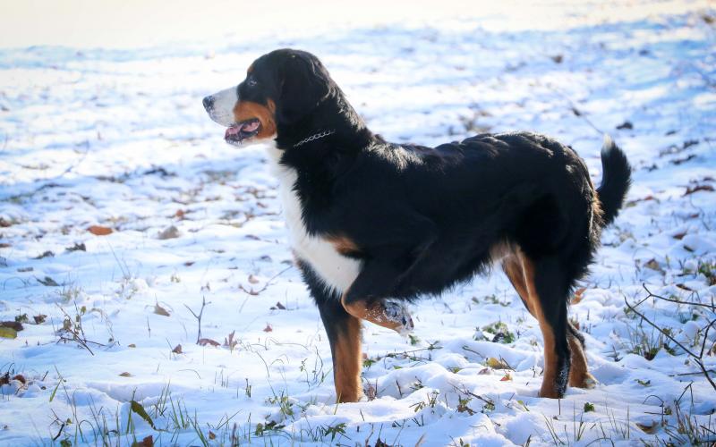 Mindy pauses to sniff the air! Mindy