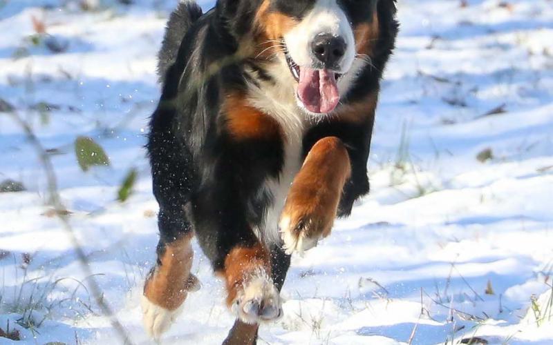 Mindy playing in the snow! Mindy